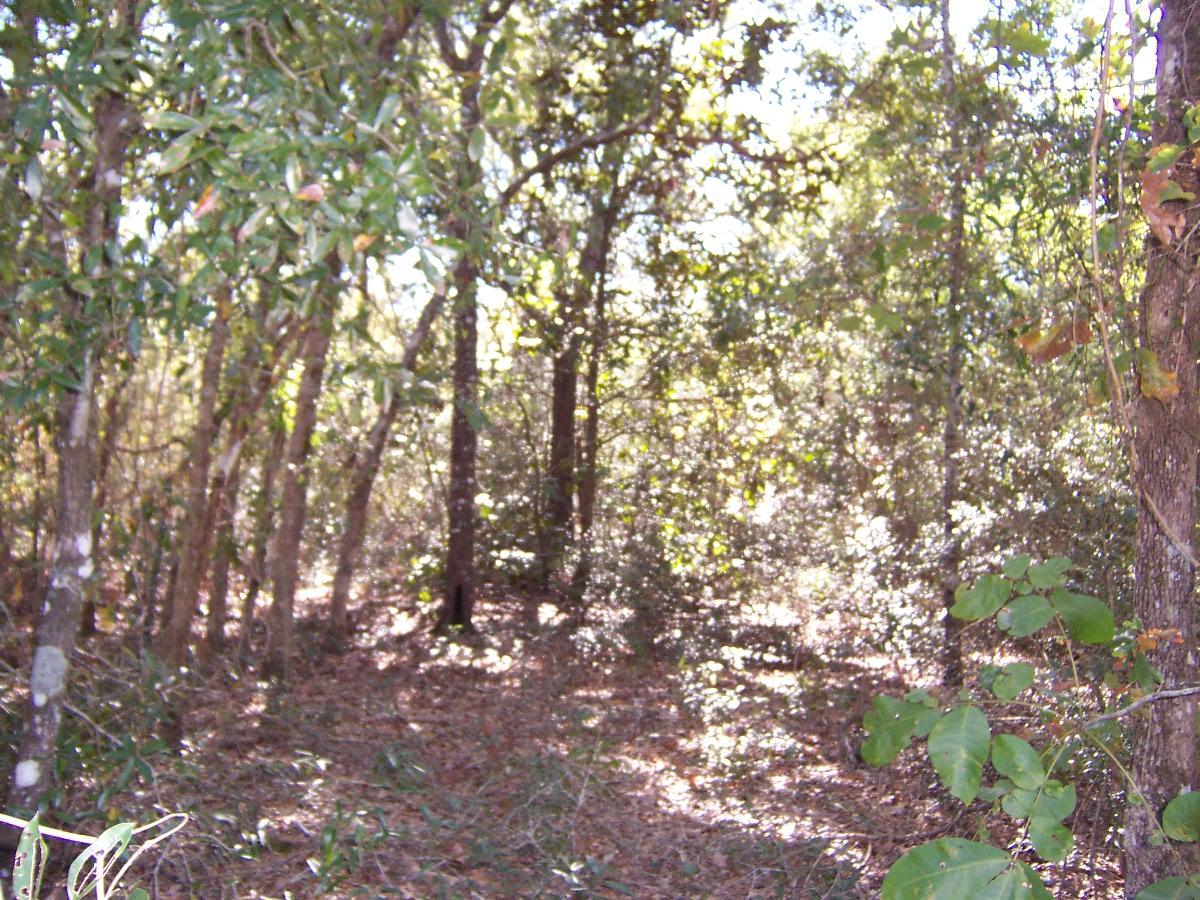 4-ac Martin Road DeFuniak Springs, FL 32433 - Photo 3 of 5 100_7142