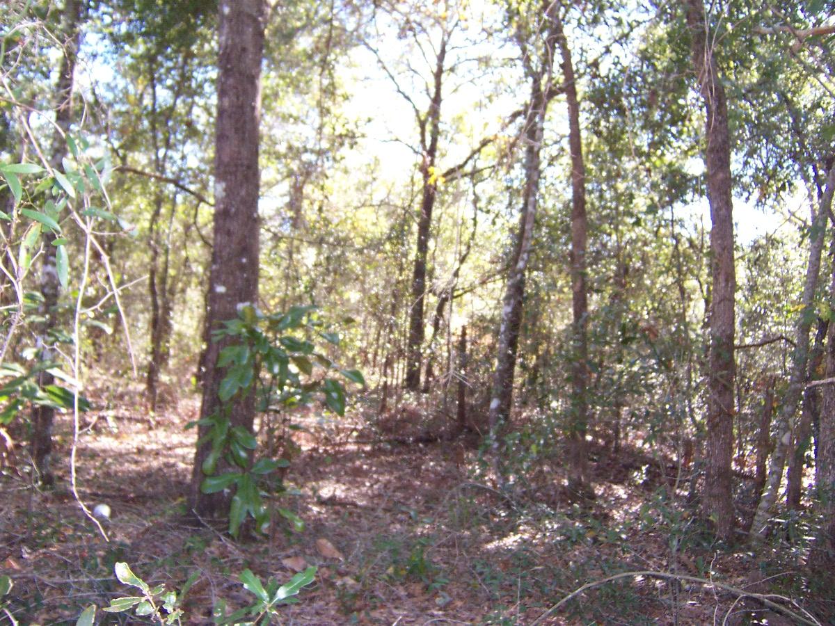 4-ac Martin Road DeFuniak Springs, FL 32433 - Photo 4 of 5 100_7143