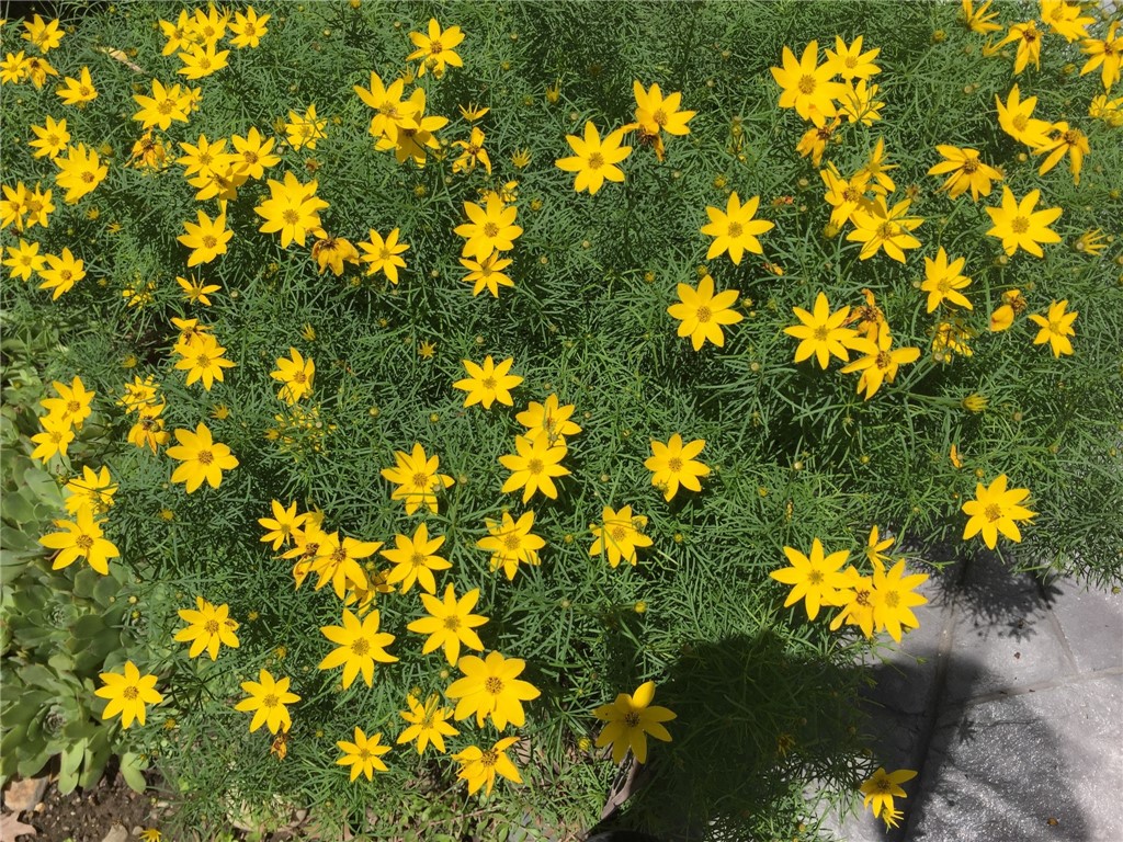 229 Birch Lane Webster, NY 14580 - Photo 47 of 49