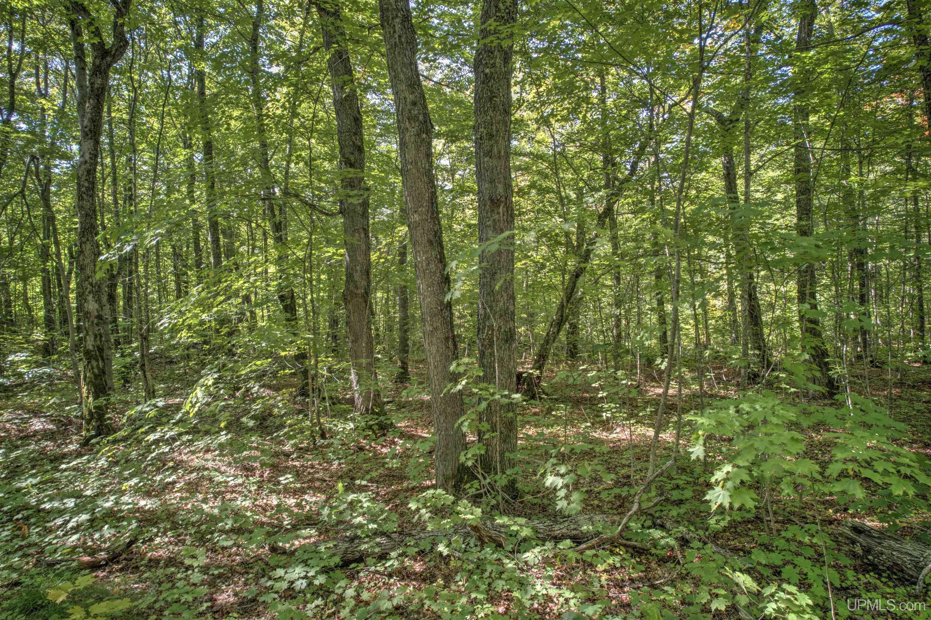 Tbd Lake Medora Road Mohawk, MI 49950 - Photo 17 of 19