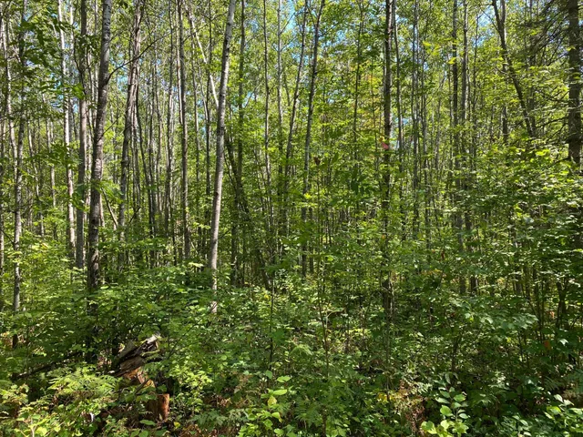 $49,900 | Tbd Buck Drive, Bovey, MN 55709