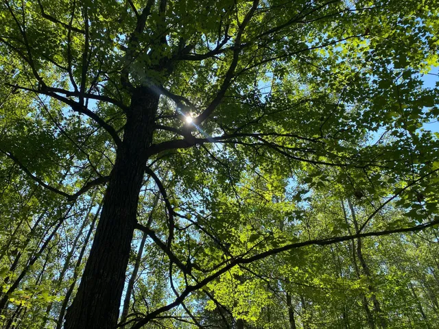 $49,900 | Tbd Buck Drive, Bovey, MN 55709