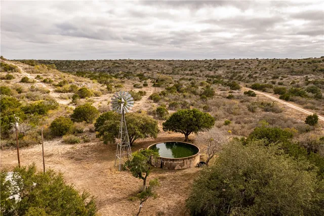 a view of a forest with a tree