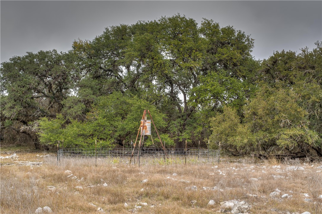 0 Leona Ranch Road Brackettville, TX 78832 - Photo 8 of 31 a view of a forest with a tree