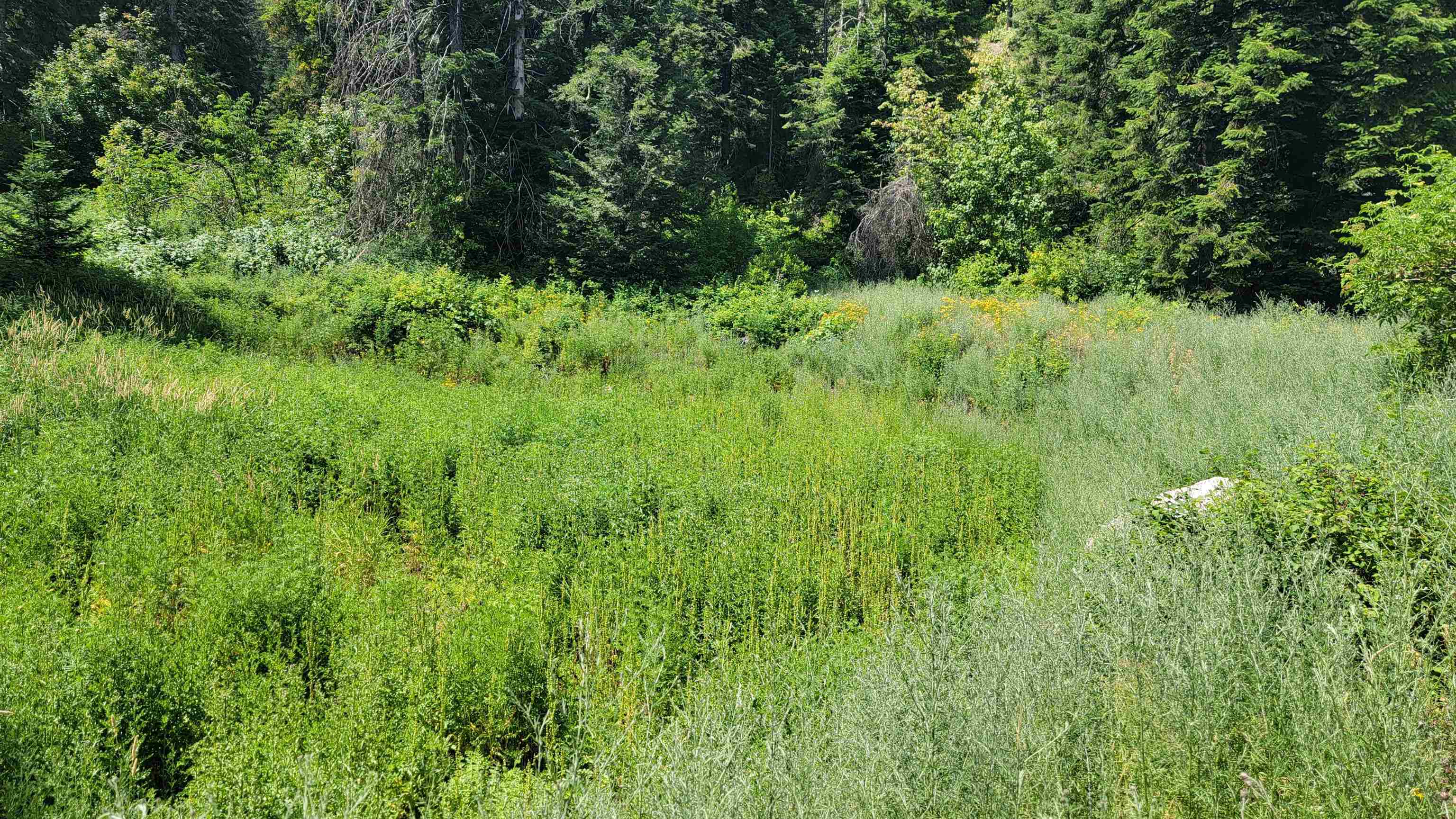 Nkn Bead Lake Road Newport, WA 99156 - Photo 15 of 44 Gallery Image 15