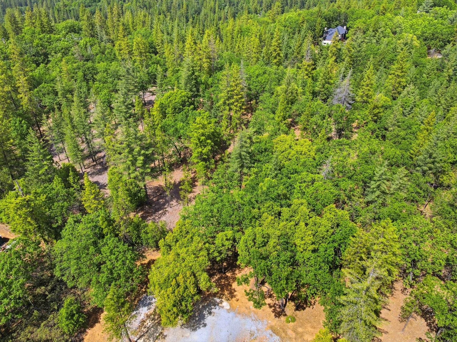 1451 Big Oak Road Placerville, CA 95667 - Photo 21 of 22 a view of a lush green forest