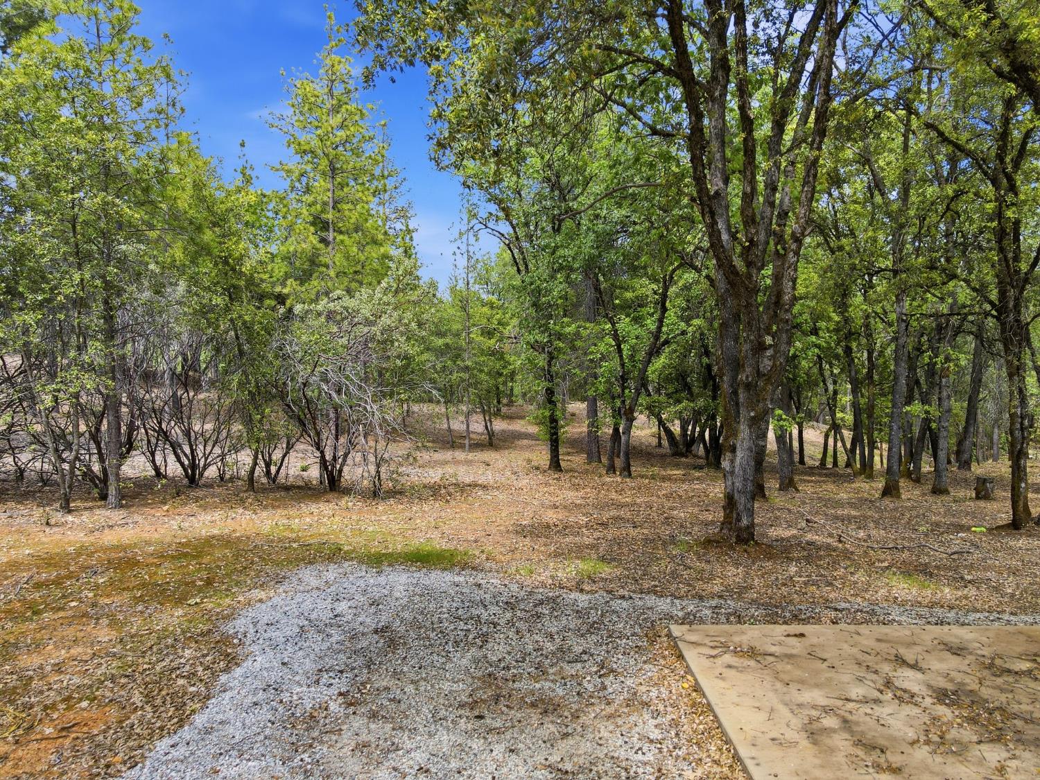 1451 Big Oak Road Placerville, CA 95667 - Photo 6 of 22 a view of outdoor space with trees