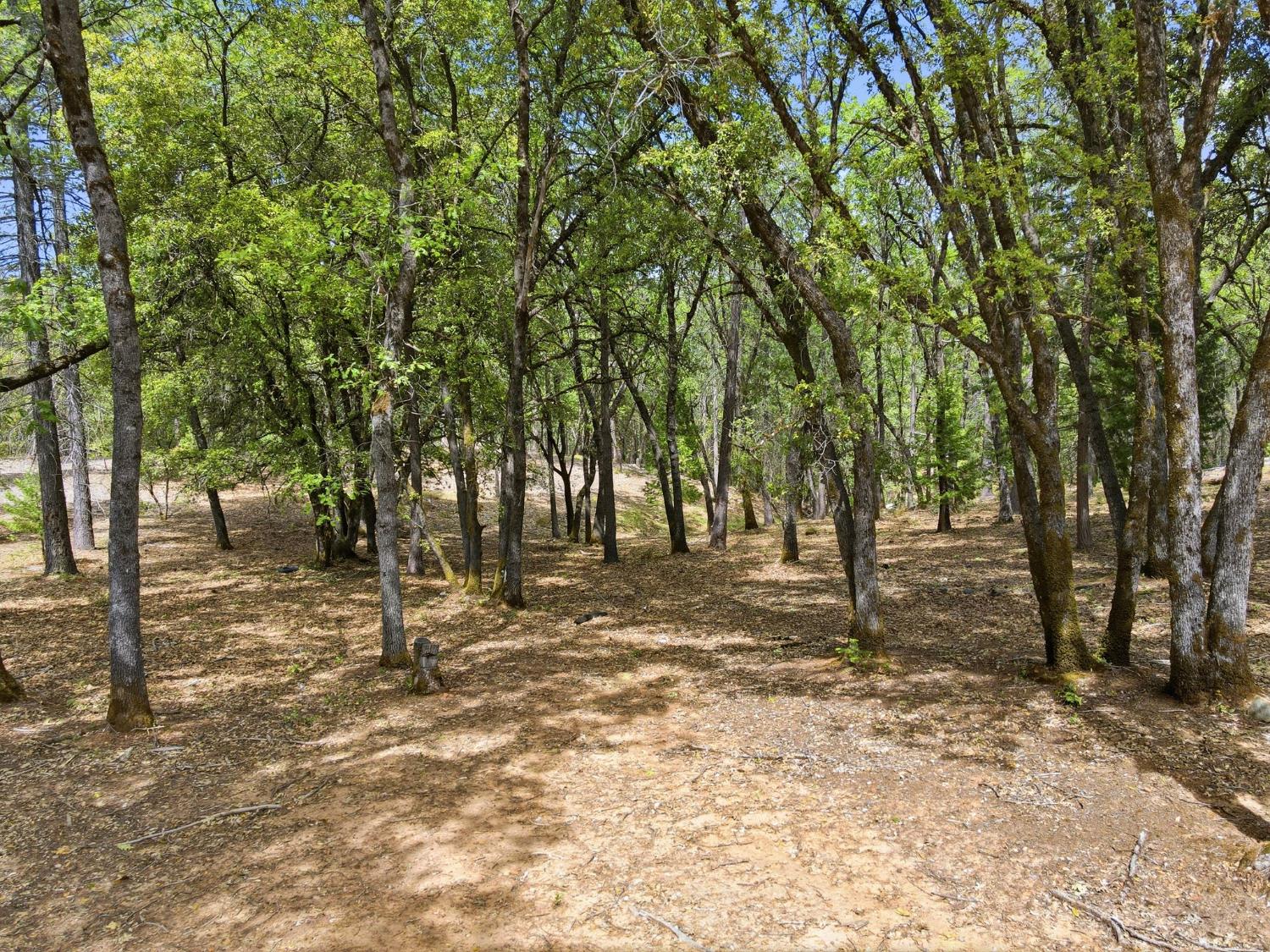 1451 Big Oak Road Placerville, CA 95667 - Photo 8 of 22 a view of a tree in the middle of a yard