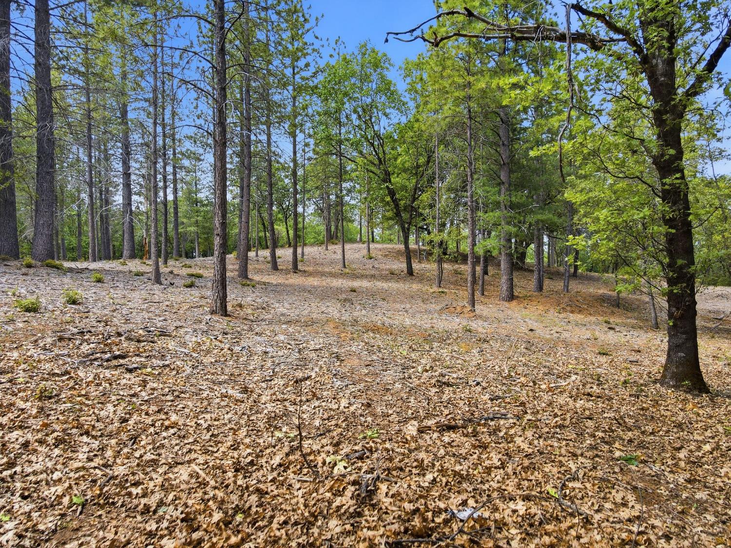 1451 Big Oak Road Placerville, CA 95667 - Photo 9 of 22 a view of a tree in the middle of a yard
