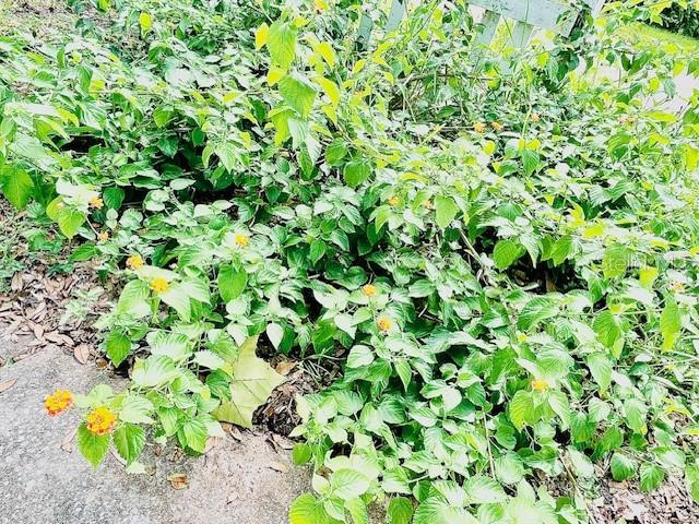 7 Brookside Circle Ormond Beach, FL 32174 - Photo 2 of 16 a view of a plant with a plant