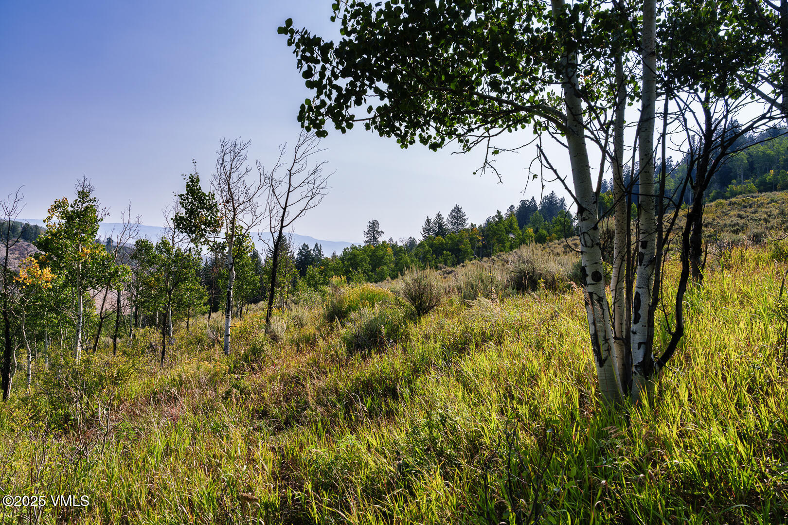 534 Graham Road Edwards, CO 81632 - Photo 15 of 54 a view of a large yard with lots of palm trees