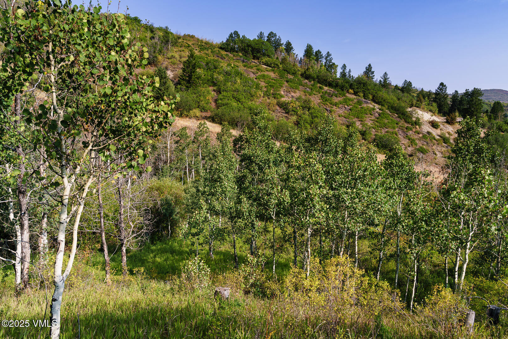 534 Graham Road Edwards, CO 81632 - Photo 16 of 54 a view of a yard