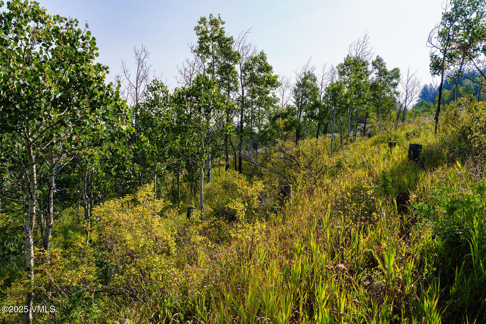 534 Graham Road Edwards, CO 81632 - Photo 18 of 54 a view of a yard with a tree