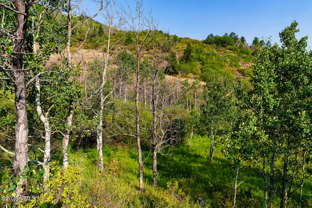 a view of a large yard with lots of plants and trees