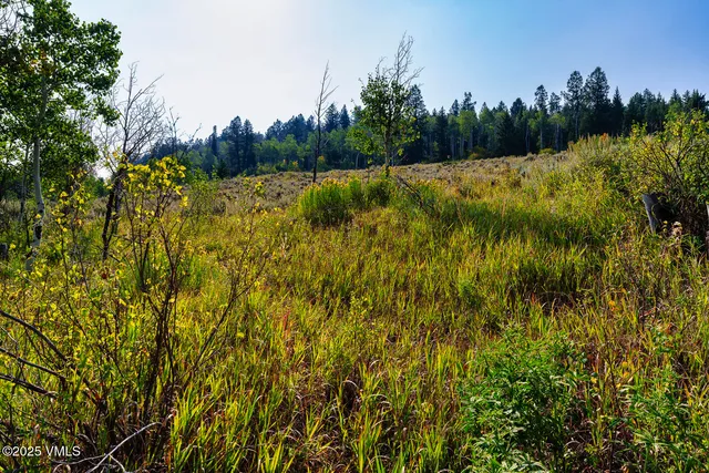 a view of a bunch of flowers