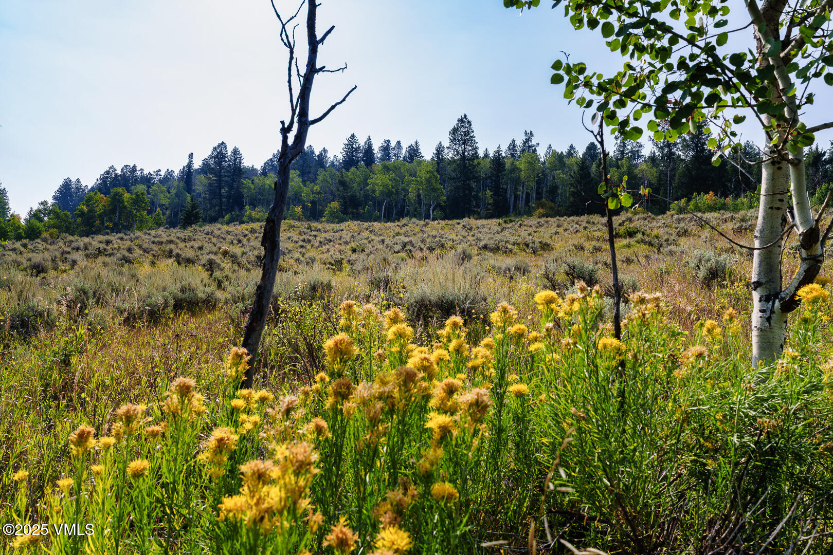 534 Graham Road Edwards, CO 81632 - Photo 21 of 54 a view of a yard with trees