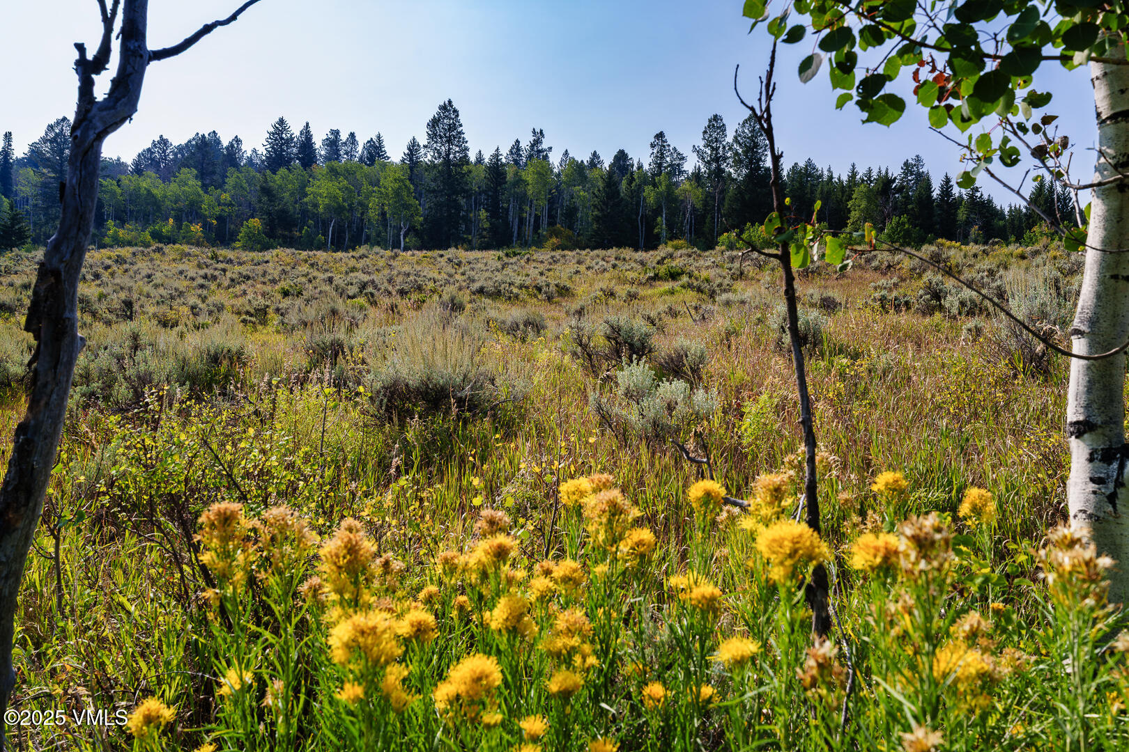 534 Graham Road Edwards, CO 81632 - Photo 22 of 54 a view of a yard