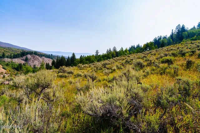a view of a bunch of trees and bushes