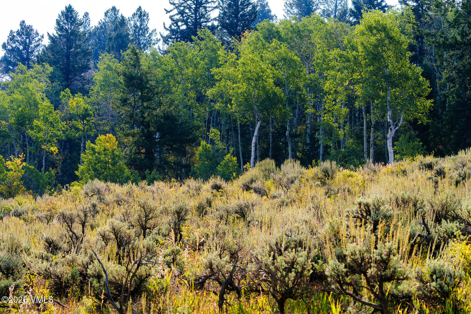 534 Graham Road Edwards, CO 81632 - Photo 29 of 54 a view of a yard with plants and tree