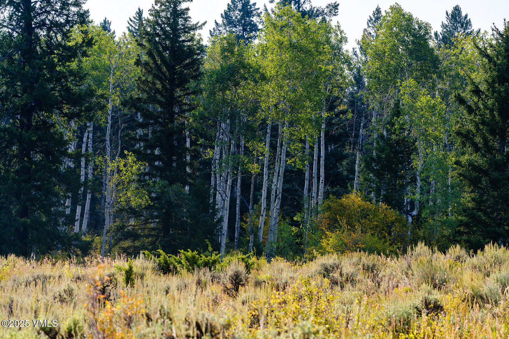 534 Graham Road Edwards, CO 81632 - Photo 30 of 54 a view of a backyard of the house