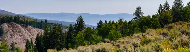 a view of a bunch of flowers and trees