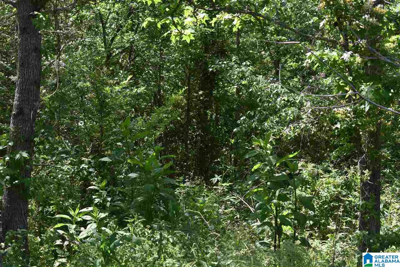 Lot 41 County Road 264, Unit RIVER BREEZE ESTATES Wedowee, AL 36278 - Photo 7 of 16