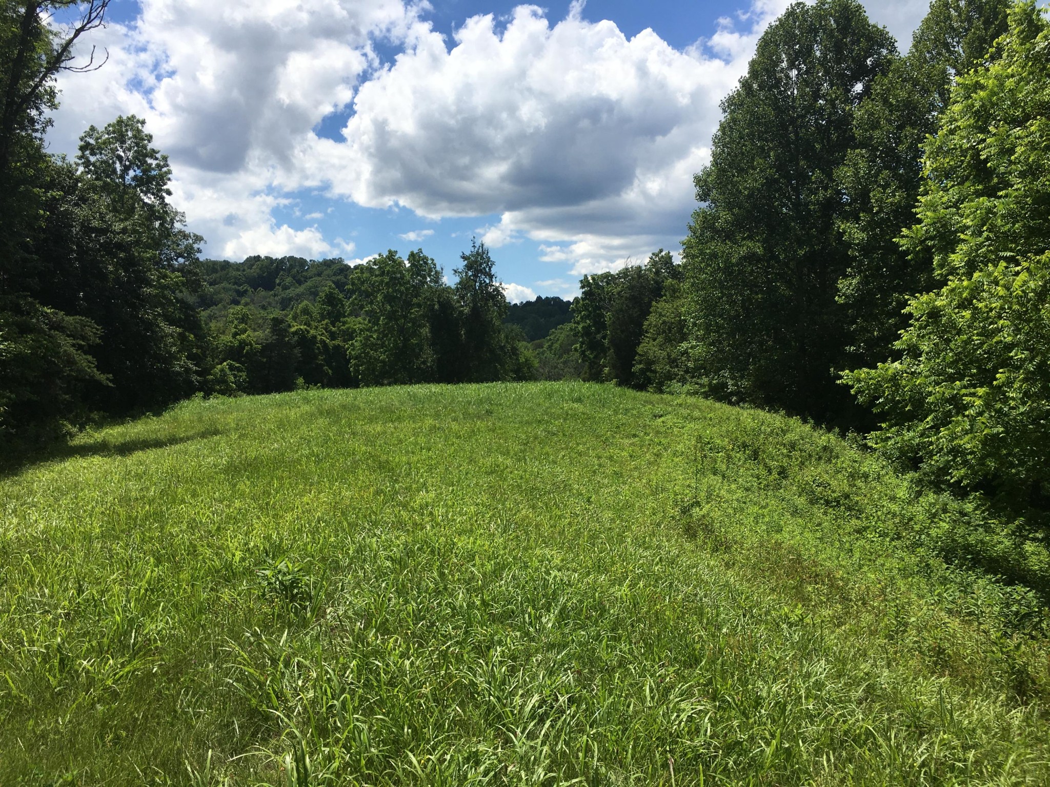 300 Timber Creek Road Maynardville, TN 37807 - Photo 11 of 17 a view of an outdoor space and a yard