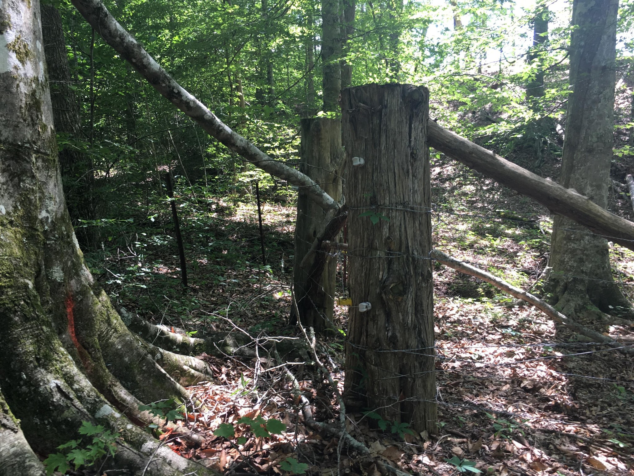 300 Timber Creek Road Maynardville, TN 37807 - Photo 13 of 17 a view of tree