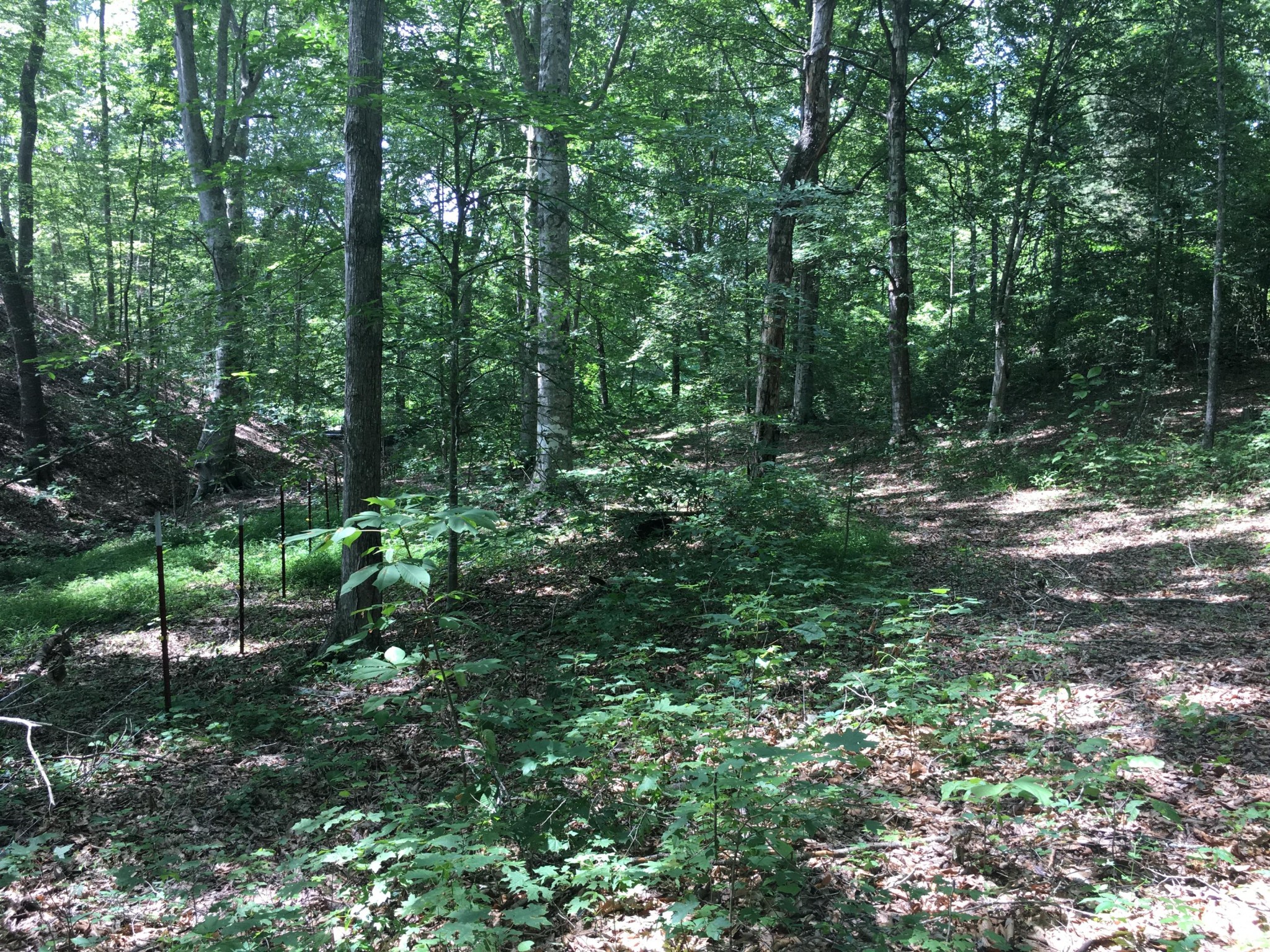 300 Timber Creek Road Maynardville, TN 37807 - Photo 14 of 17 a view of outdoor space and green space