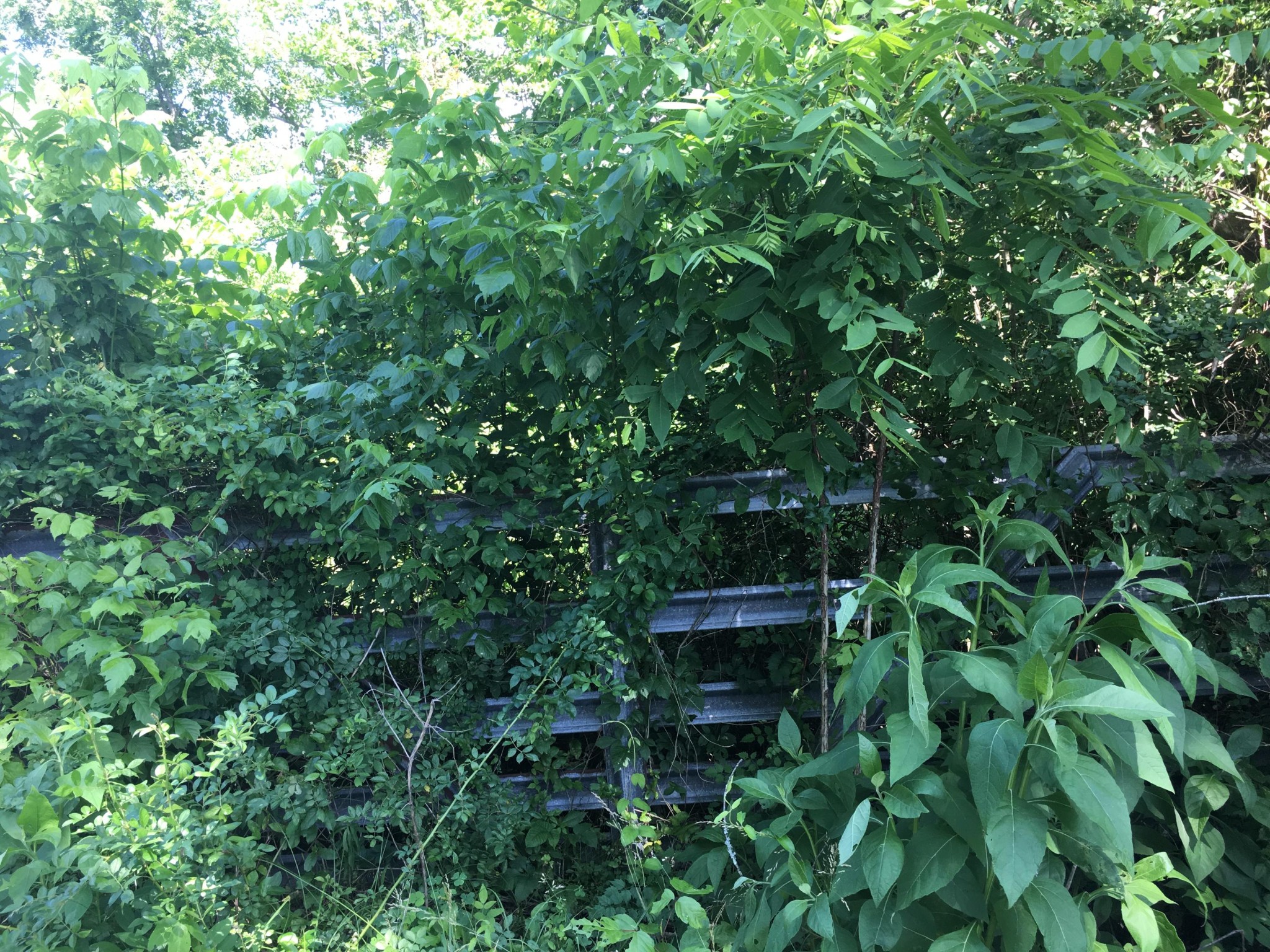 300 Timber Creek Road Maynardville, TN 37807 - Photo 15 of 17 a view of a bench in a forest