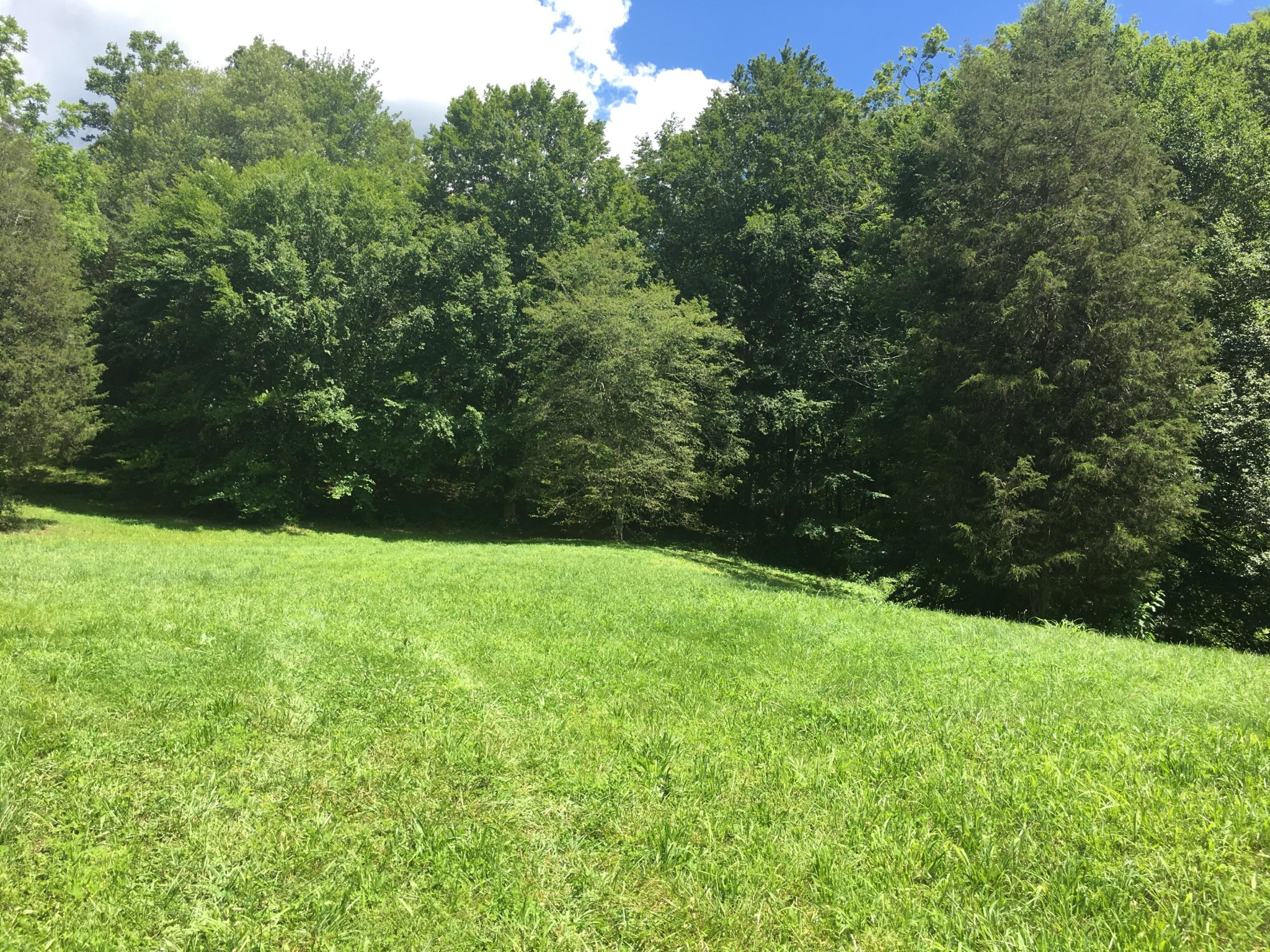300 Timber Creek Road Maynardville, TN 37807 - Photo 5 of 17 a view of yard with green space