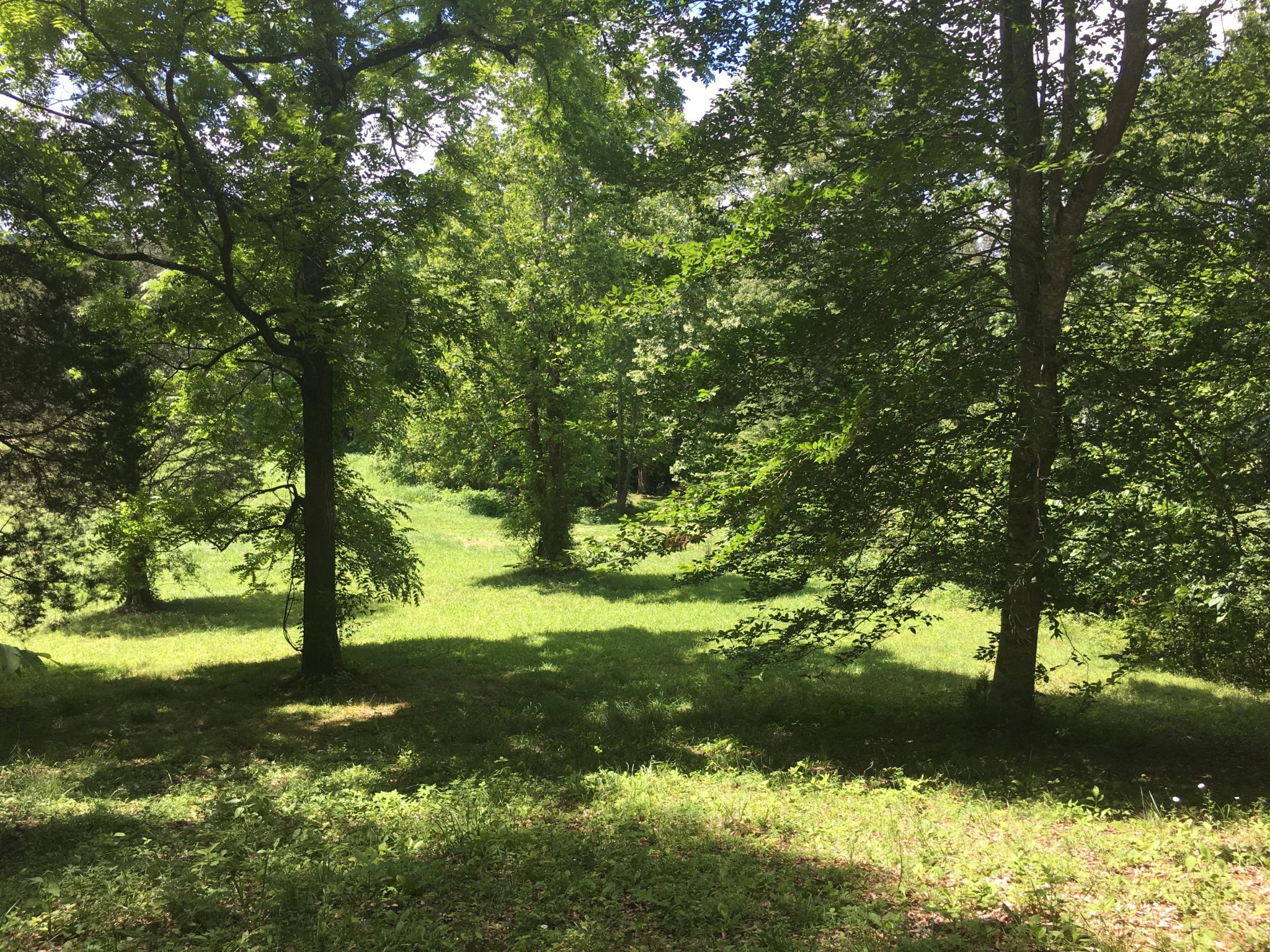 300 Timber Creek Road Maynardville, TN 37807 - Photo 8 of 17 a view of yard with large trees