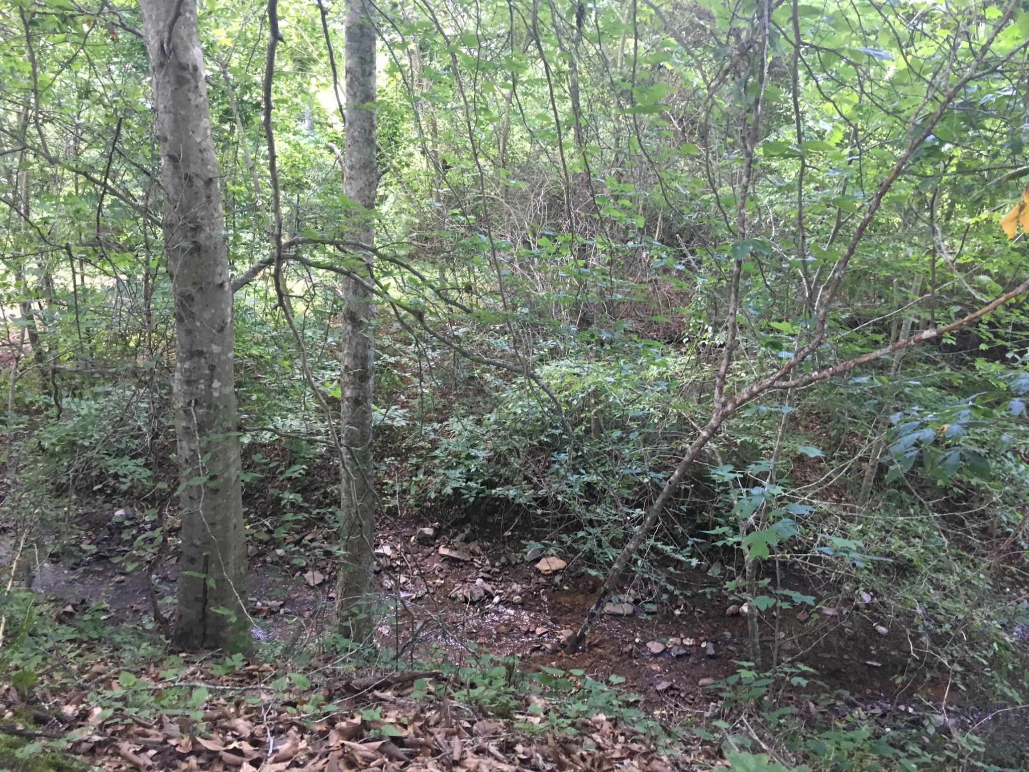 300 Timber Creek Road Maynardville, TN 37807 - Photo 9 of 17 a view of a forest with trees in the background