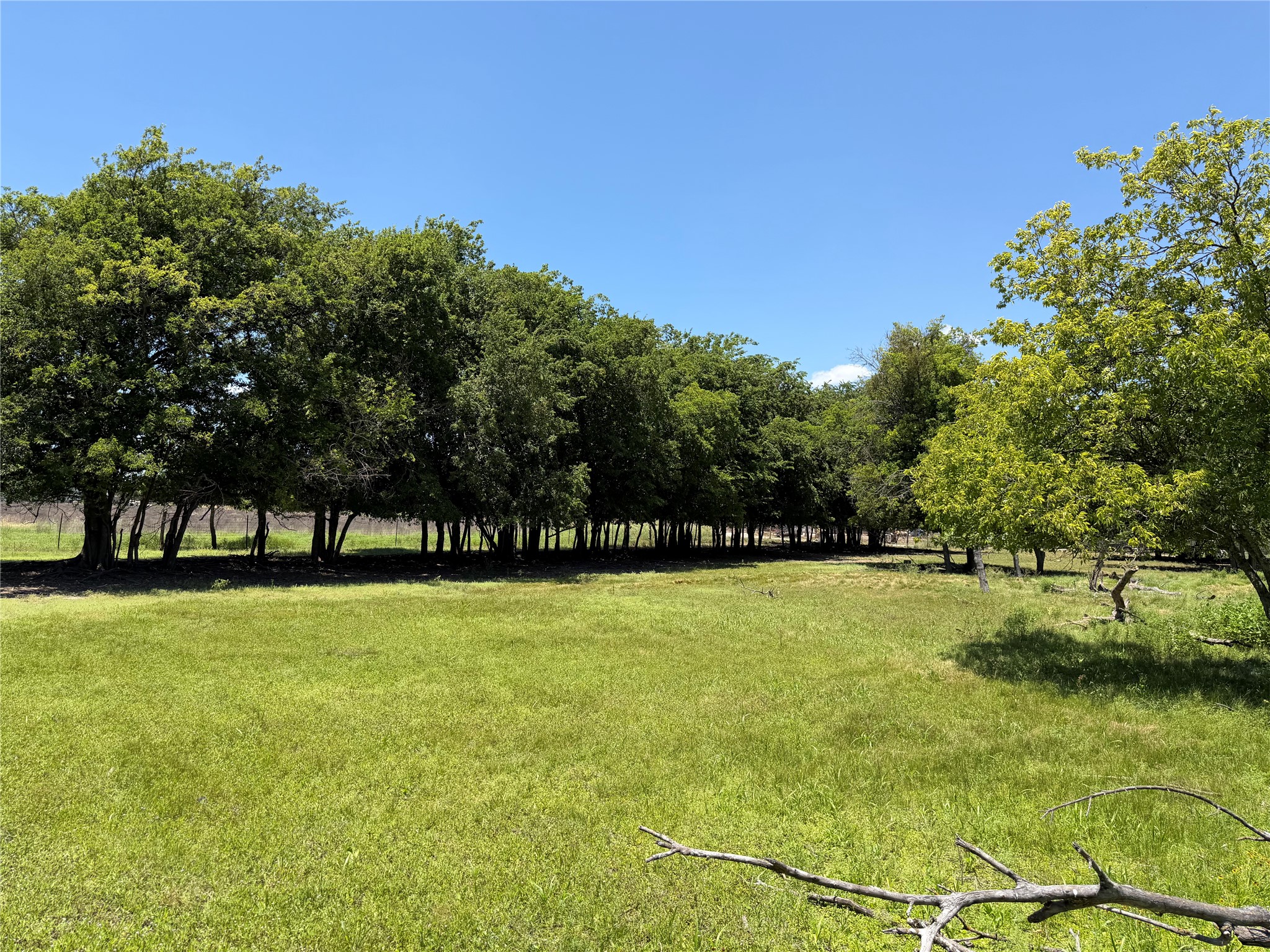 306 County Road 306 Road Jarrell, TX 76537 - Photo 4 of 15 A verdant field bordered by mature trees under a clear blue sky offers a peaceful setting.