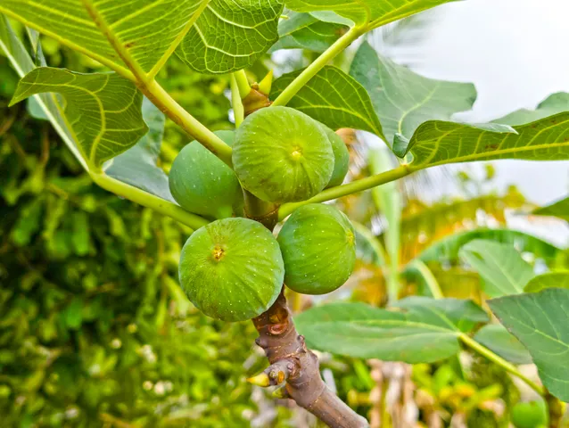 $2,100,000 | 73-4301 Laui Street, Kailua-Kona, HI 96740