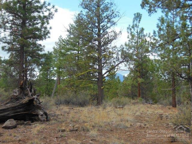 17785 Wilt Road Sisters, OR 97759 - Photo 23 of 25 a view of a yard with a tree
