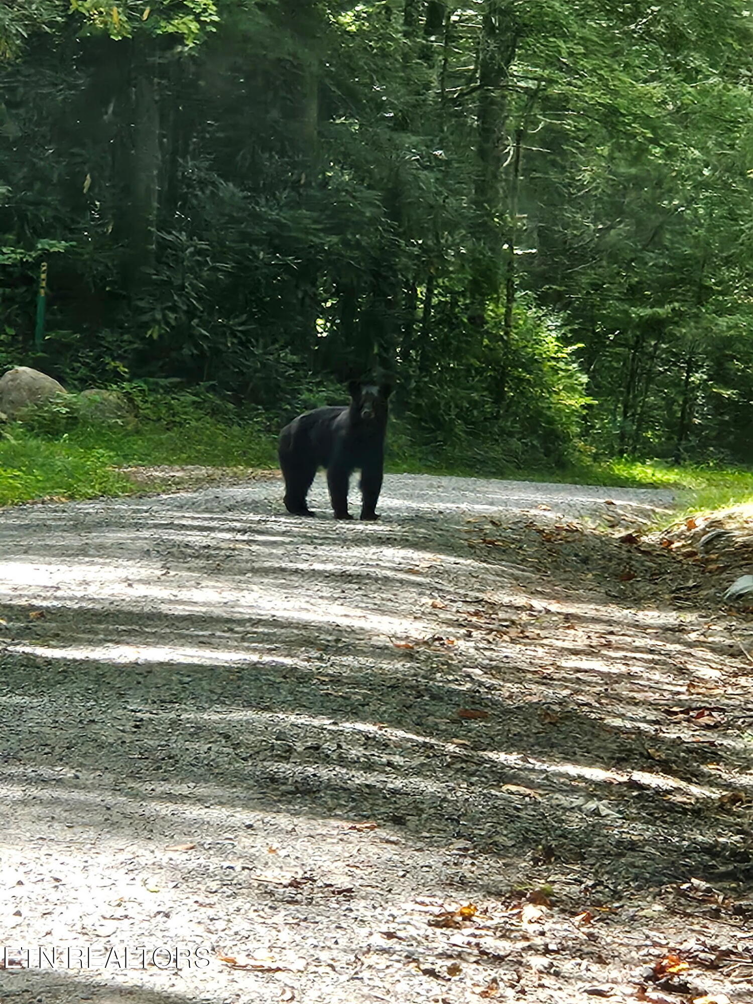 25 Blackberry Lane Spring City, TN 37381 - Photo 24 of 26 Good Morning!
