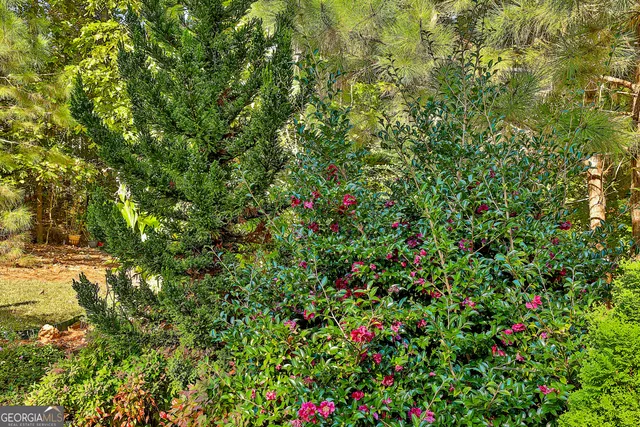 a view of a pathway with a tree