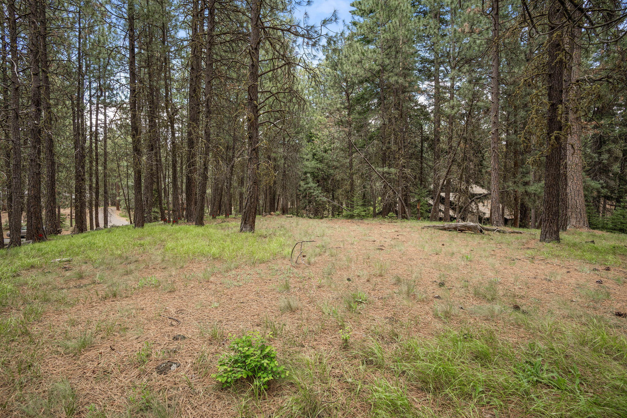 Undisclosed Address Black Butte Ranch, OR 97759 - Photo 11 of 24 a view of yard with trees