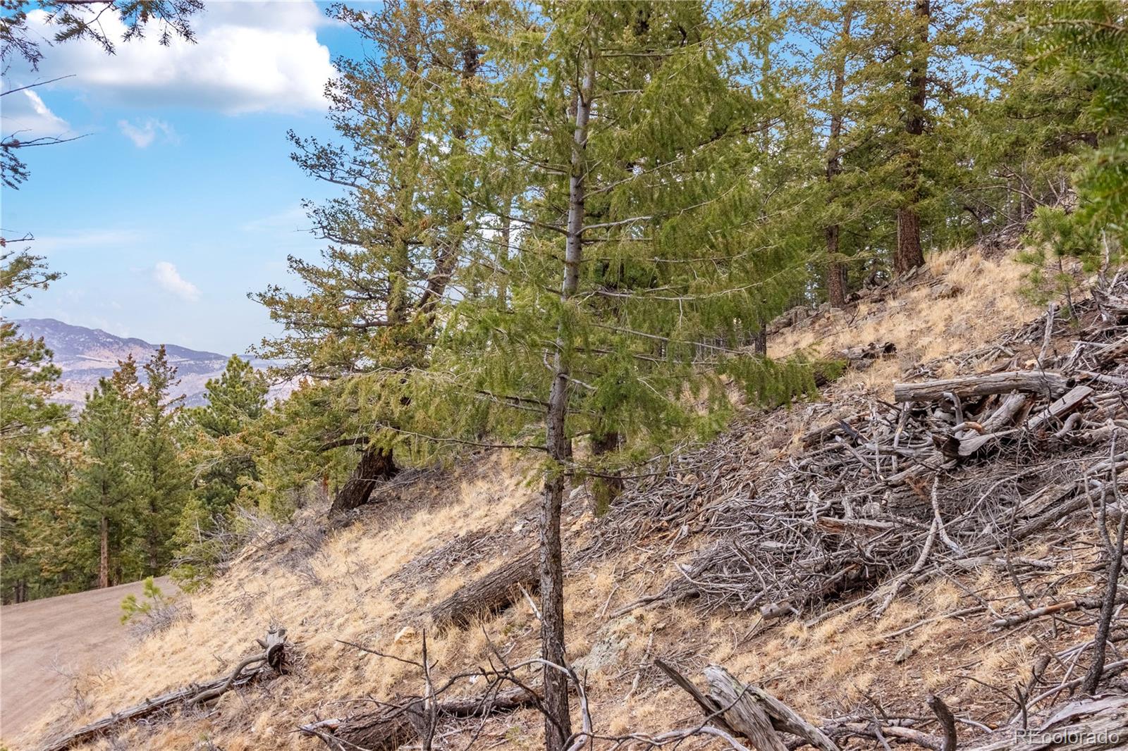 0 Upper Moss Rock Road Golden, CO 80401 - Photo 2 of 7 a view of a forest filled with trees