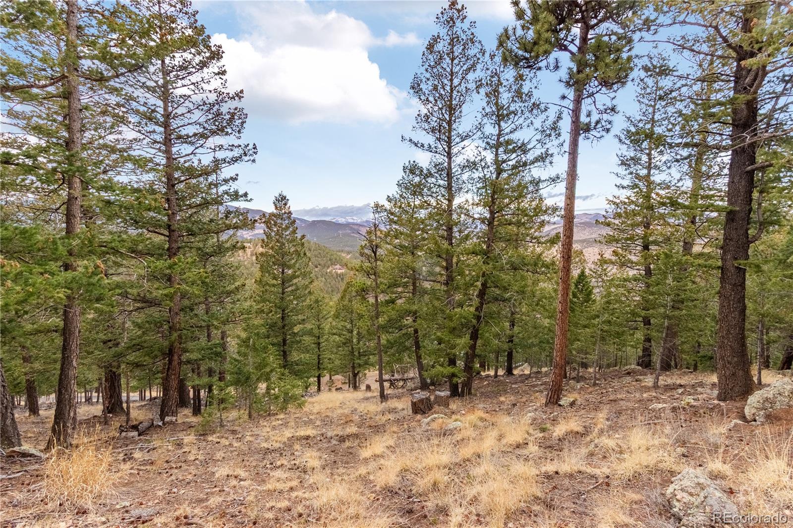 0 Upper Moss Rock Road Golden, CO 80401 - Photo 4 of 7 a view of a forest filled with trees