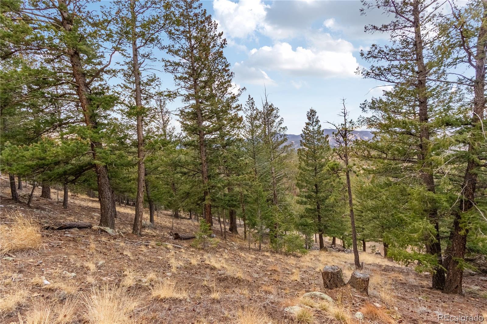 0 Upper Moss Rock Road Golden, CO 80401 - Photo 5 of 7 a view of a forest with trees in the background