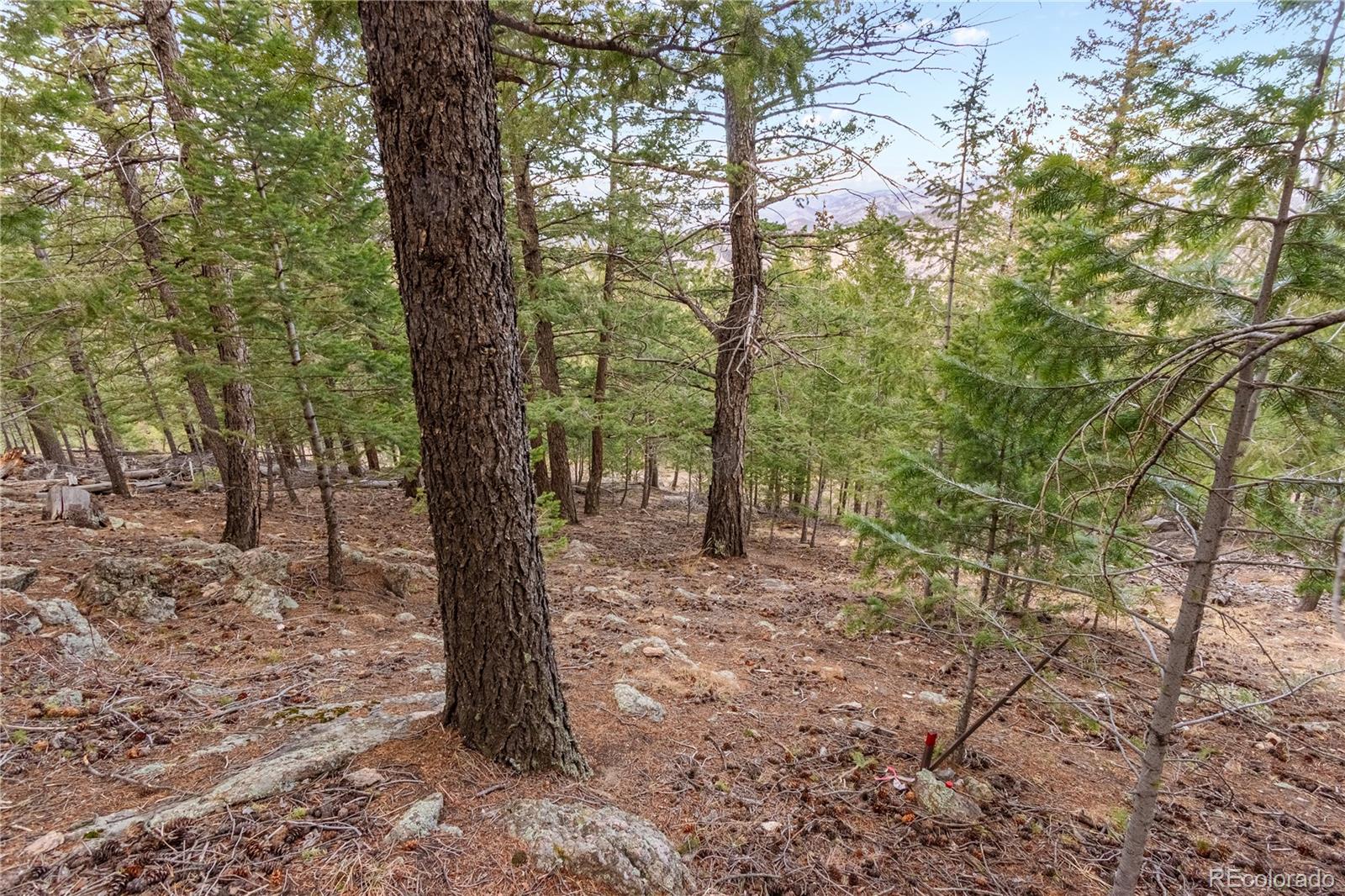 0 Upper Moss Rock Road Golden, CO 80401 - Photo 6 of 7 a view of a trees with a tree