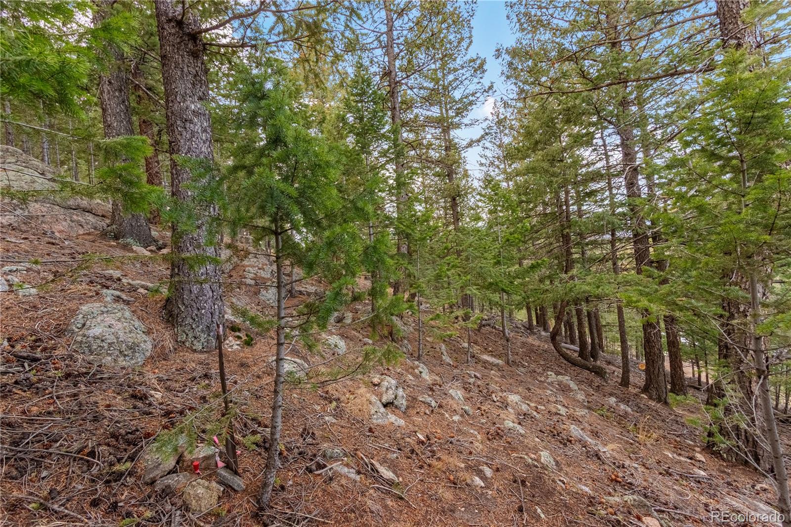0 Upper Moss Rock Road Golden, CO 80401 - Photo 7 of 7 a view of a forest with trees in the background