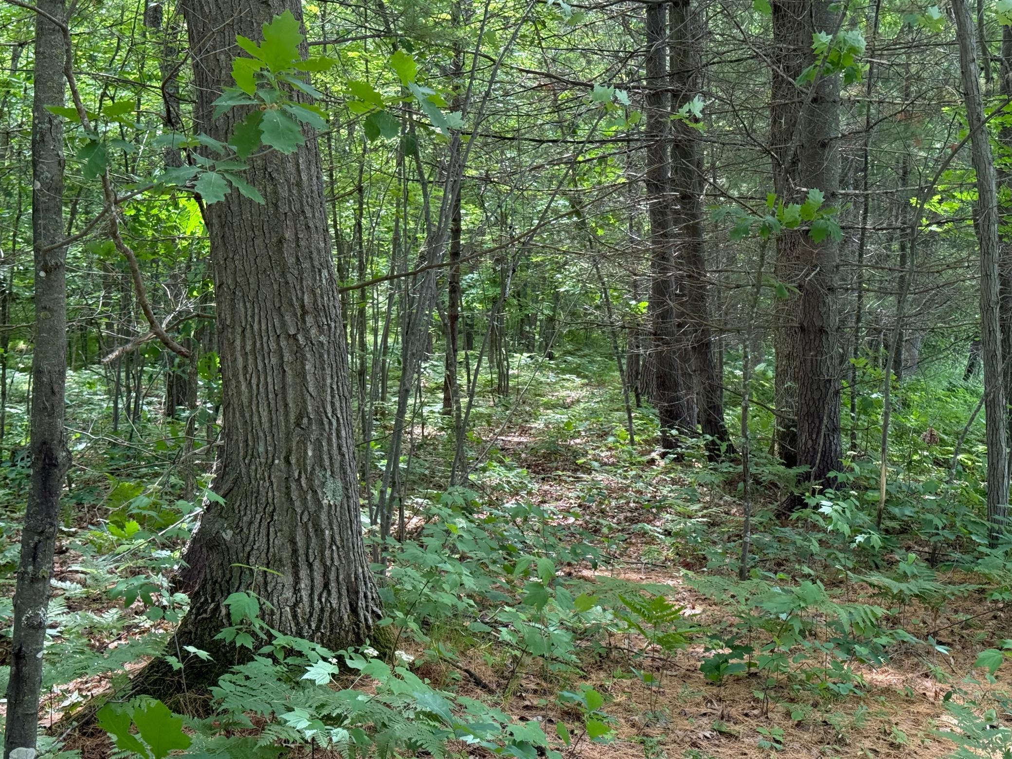 N1785 Leaman Lake Road Shell Lake, WI 54871 - Photo 57 of 63