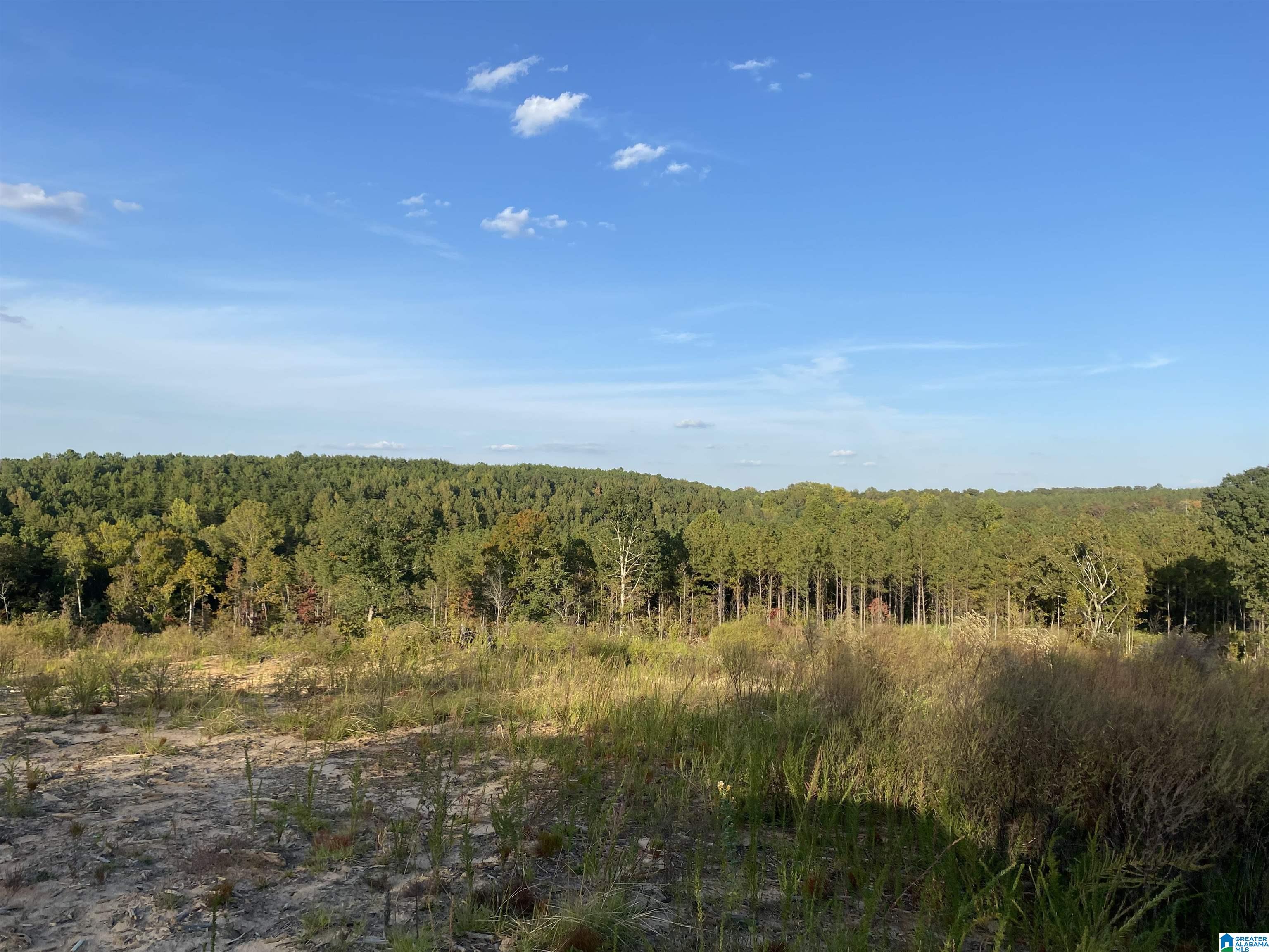0 Frost Road, Unit 100 / ACRES Springville, AL 35146 - Photo 17 of 60