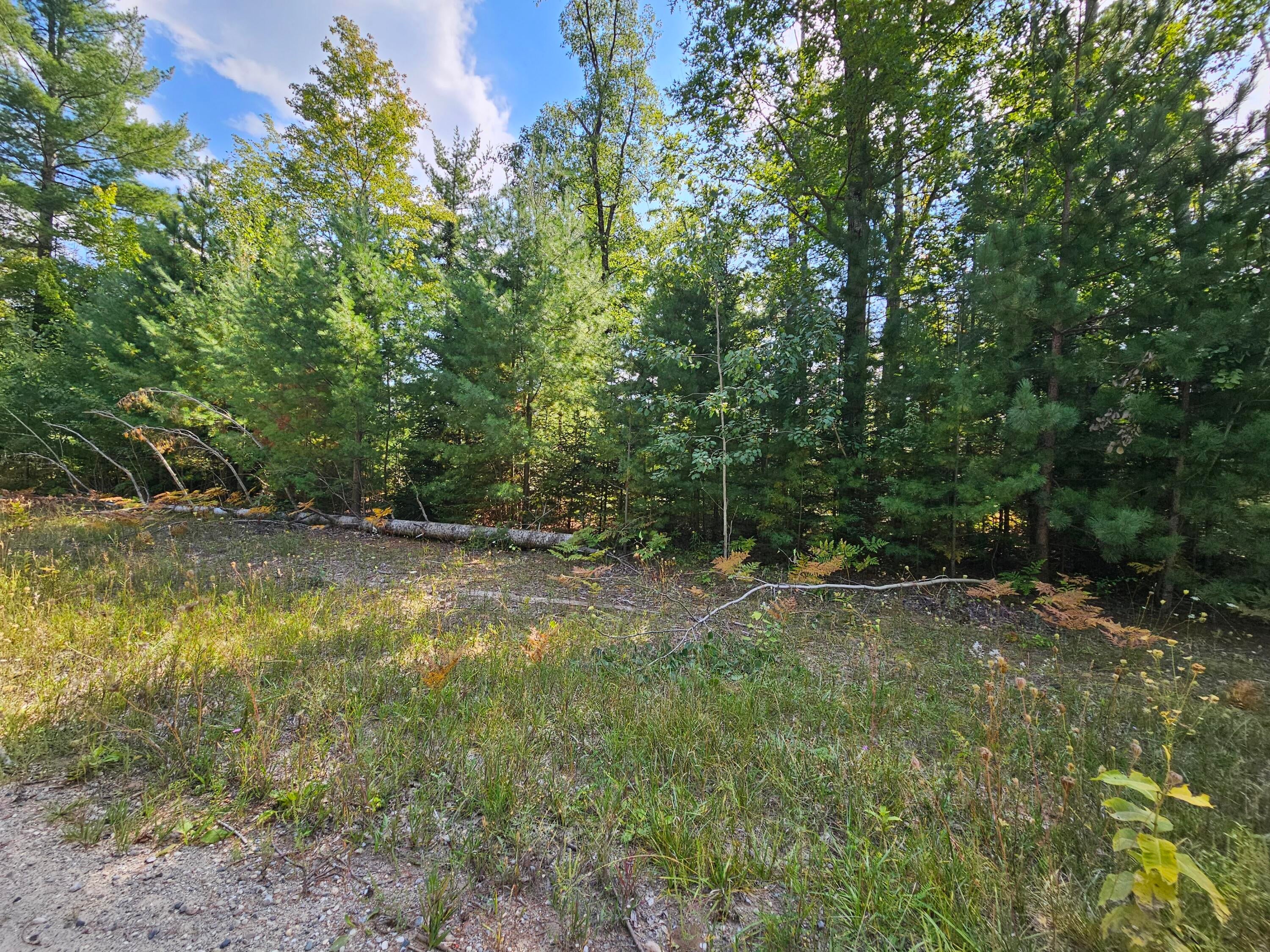 13025 Funk Road Hillman, MI 49746 - Photo 29 of 35 Edge of property adjoining state land
