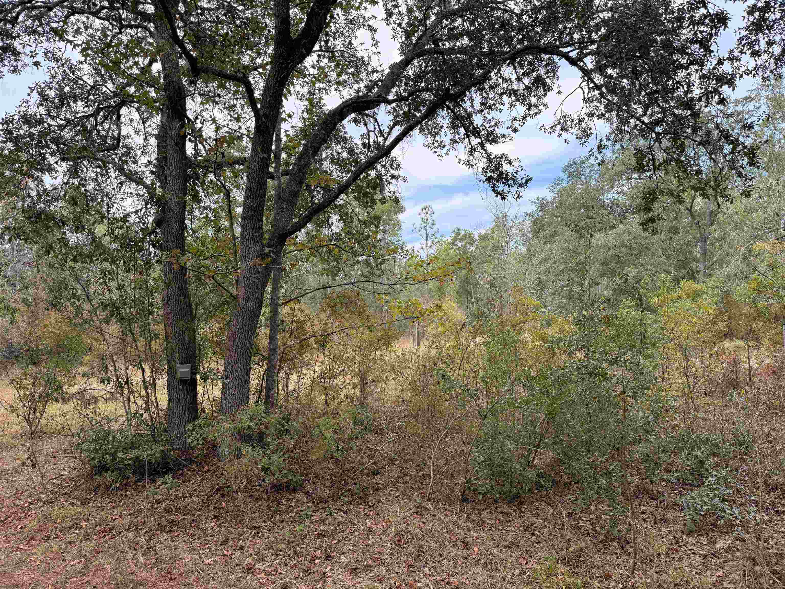 526 Northeast N Riverbend Way Pinetta, FL 32350 - Photo 3 of 26