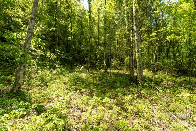 a view of yard with green space