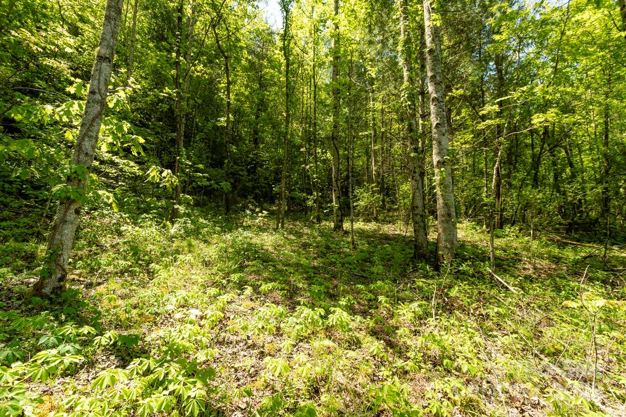 Off Of Locust Crk Road Sylva, NC 28779 - Photo 3 of 20